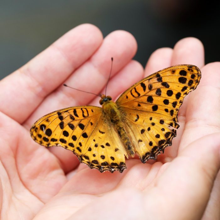 Hand mit Schmetterling Hand mit Schmetterling